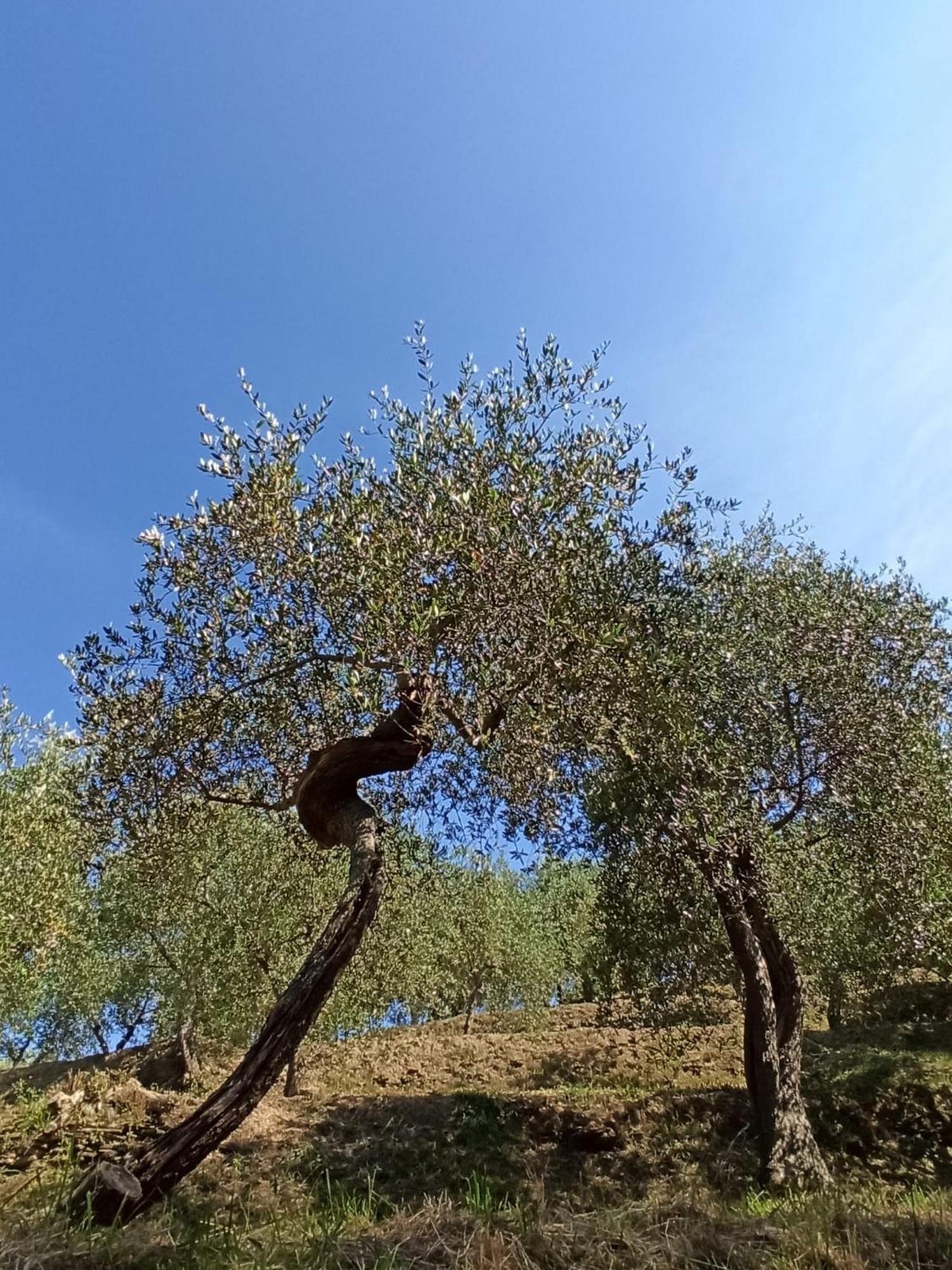 Il Glicine Cozy Appartamnent, Near Sestri Levante Between Cinque Terre E Portofino Casarza Ligure Zewnętrze zdjęcie